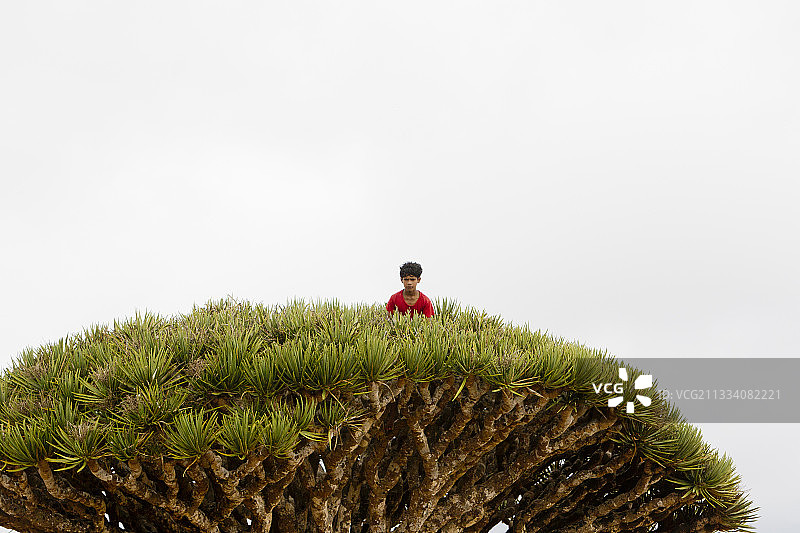 也门索科特拉岛迪克萨姆高原上的儿童与龙血树图片素材