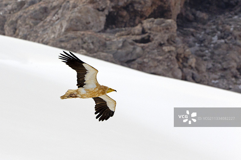 飞行中的埃及秃鹫，索科特拉岛，也门图片素材