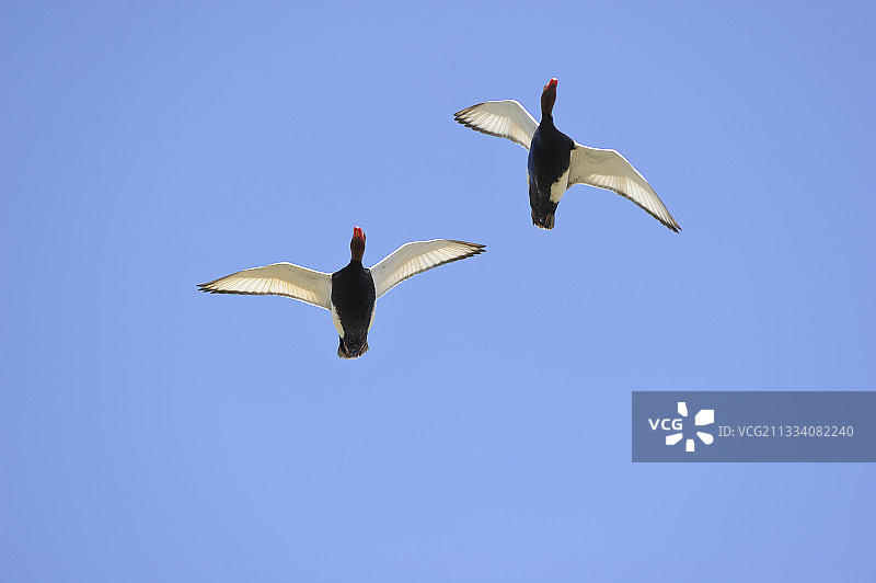 加尔省飞行的红头潜鸭图片素材