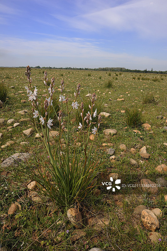 法国克劳平原的库苏尔春天景色图片素材
