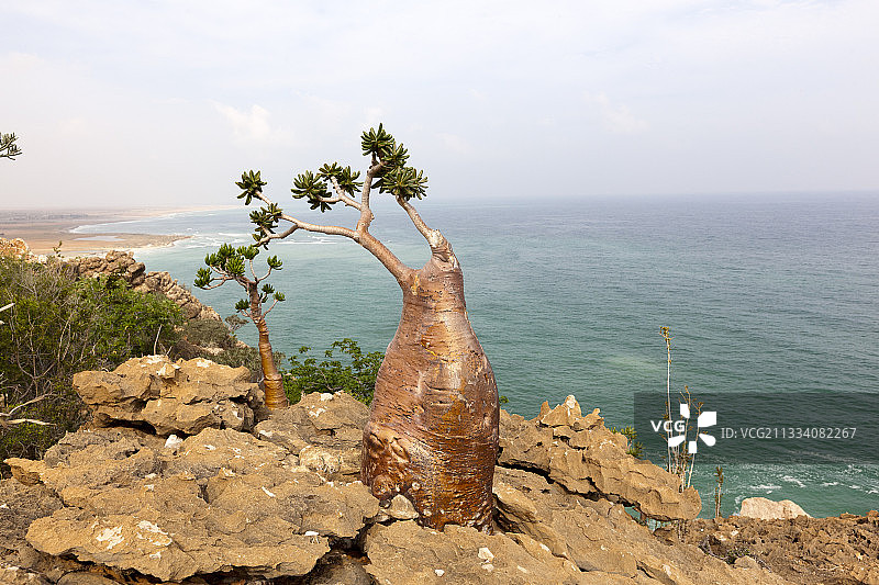 也门索科特拉岛沙漠玫瑰图片素材