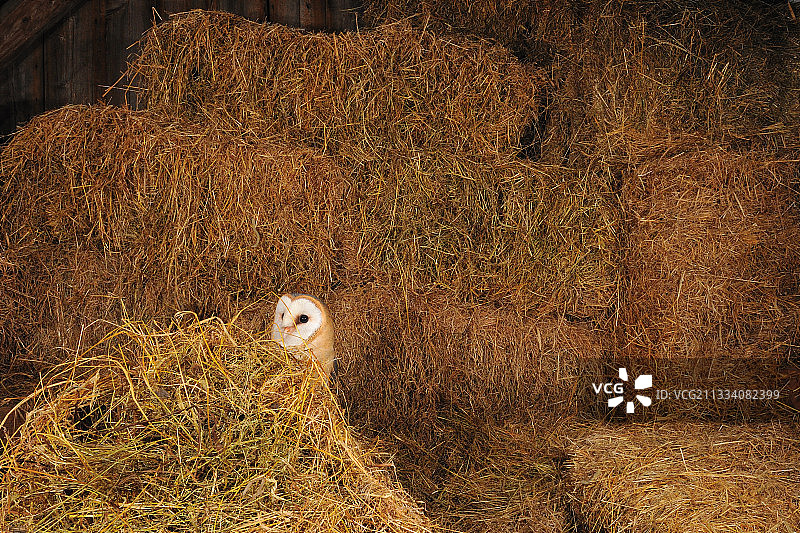 诺曼底法国稻草上的谷仓猫头鹰图片素材