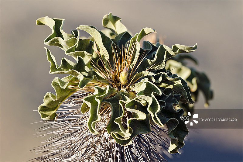 在南非艾-艾斯里赫特斯维尔德国家公园里的大象鼻子图片素材