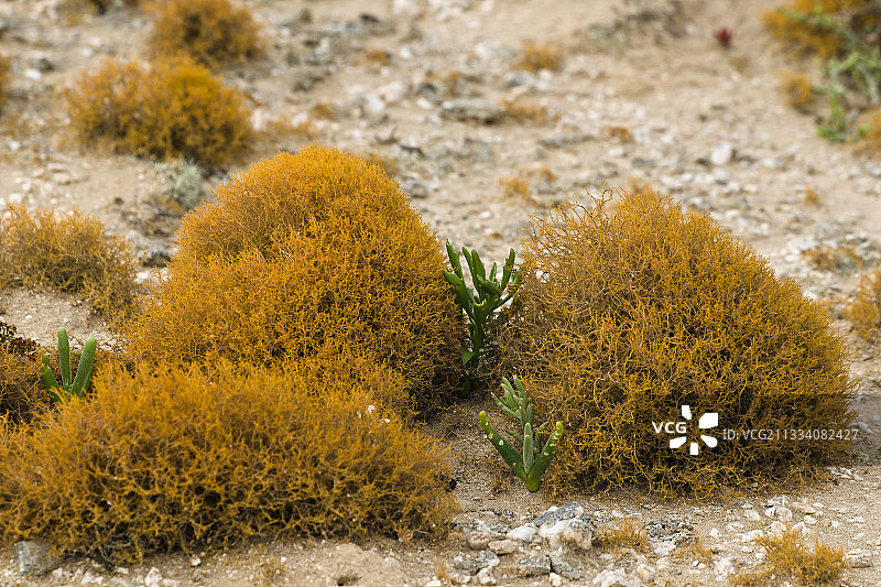 生长在奥兰治河口的海岸雾中的地衣图片素材