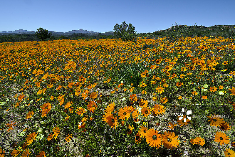 南非纳米夸国家公园盛开的菊蒿图片素材