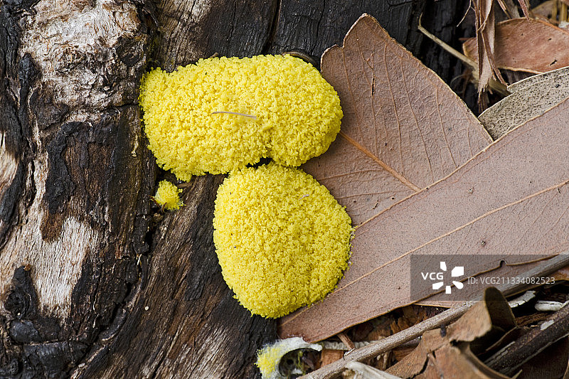 希德堡山脉中的犬呕吐黏菌图片素材