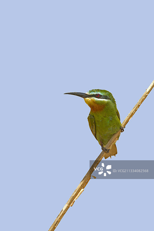 蓝颊蜂虎，索科特拉岛图片素材