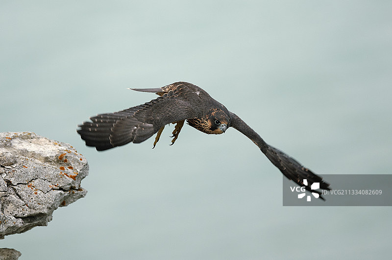 幼隼飞翔于丹麦斯蒂文斯克林特悬崖图片素材