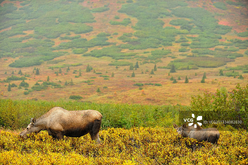 阿拉斯加秋季的麋鹿及其幼崽图片素材