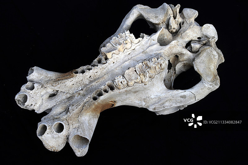 黑色背景下的河马下颚图片素材
