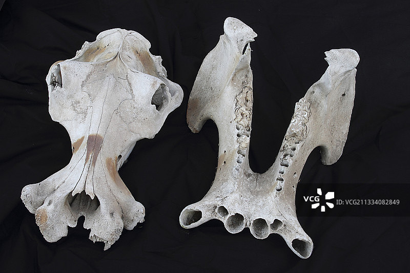 黑色背景上的河马头骨图片素材