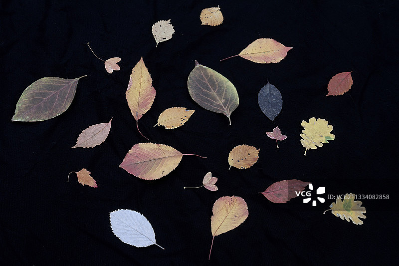 黑色背景上的干树叶合集图片素材