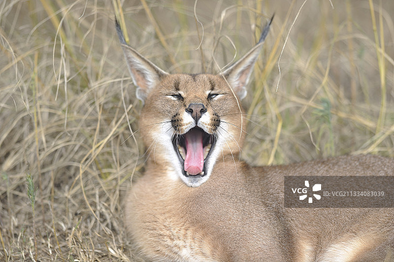 在南非德霍普保护区草地上打哈欠的狞猫图片素材