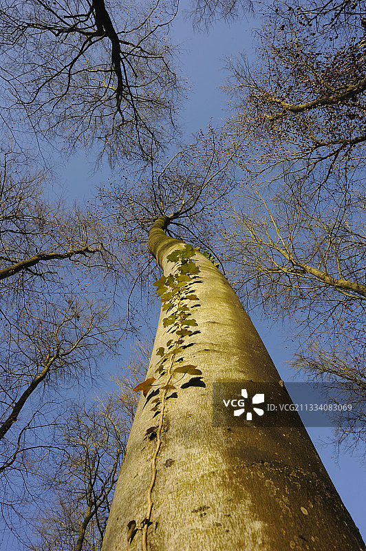 法国洛林常见山毛榉树干上的常春藤图片素材