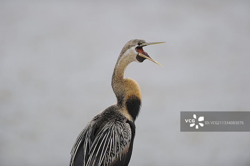 南非荒野国家公园中打呵欠的非洲蛇鹈图片素材