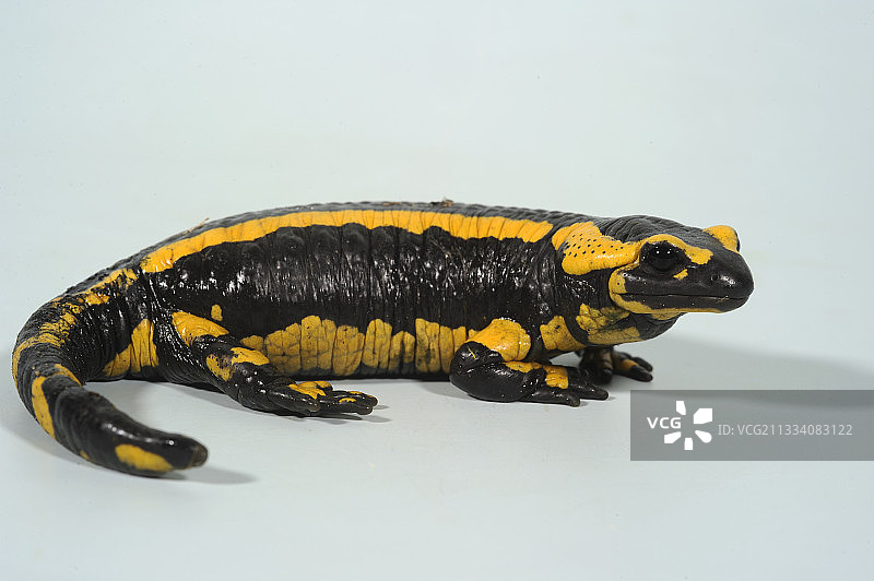 白色背景上的斑点蓠螈图片素材