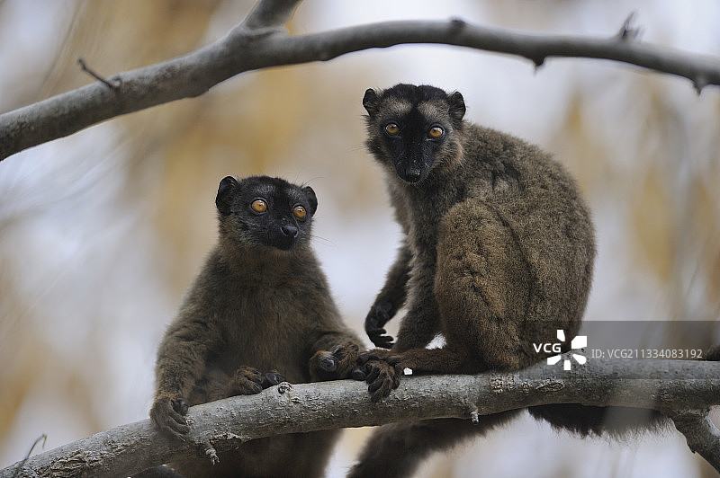 马约特岛上的狐猴图片素材