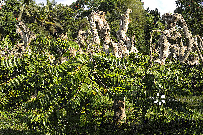 马约特岛上因规模生产而扭曲的依兰图片素材