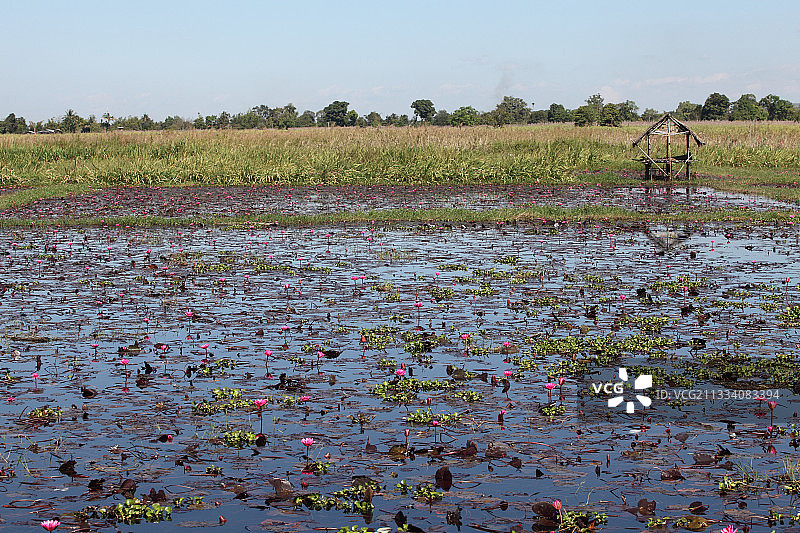 缅甸茵莱湖上的鲜花图片素材