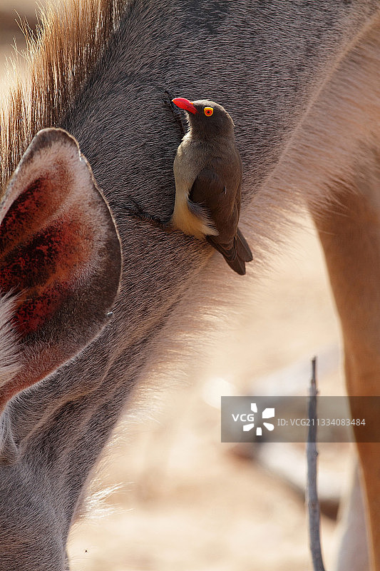 一只红嘴牛椋鸟站在博茨瓦纳大捻角羚的脖子上图片素材