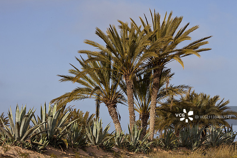 杰尔巴岛突尼斯的枣椰树图片素材