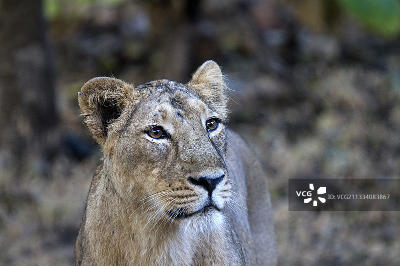 印度吉尔国家公园里的亚洲雌狮肖像图片素材