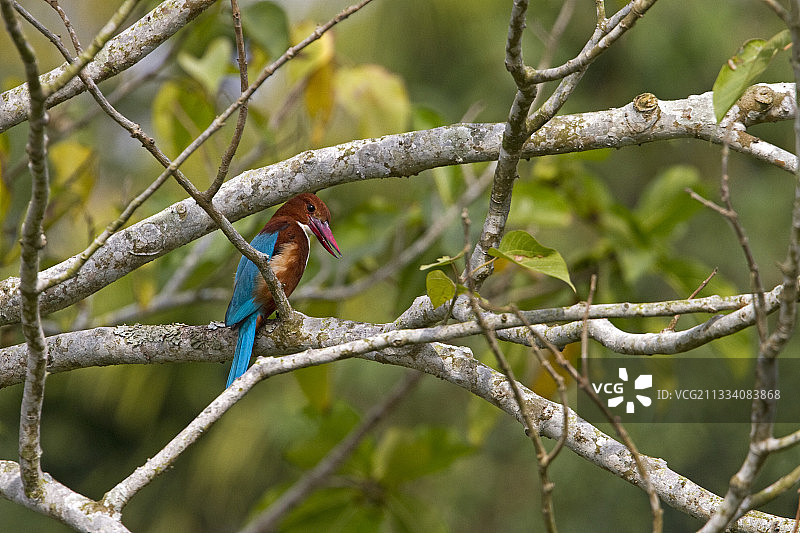 印度卡齐兰加国家公园树枝上的白喉翡翠图片素材