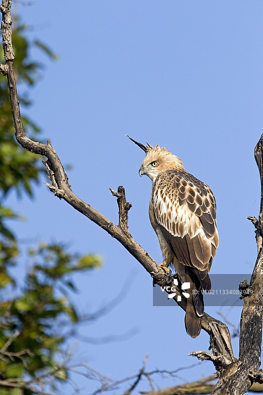 印度卡纳国家公园树枝上的多变鹰雕图片素材