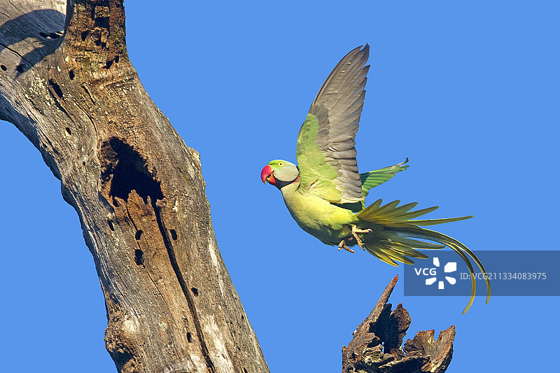 印度坎哈国家公园飞行中的亚历山大鹦鹉图片素材