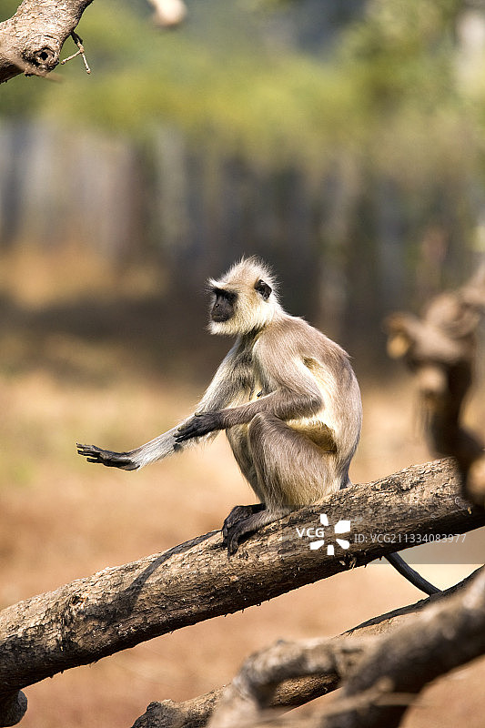 印度班达迦国家公园原木上的哈努曼叶猴图片素材