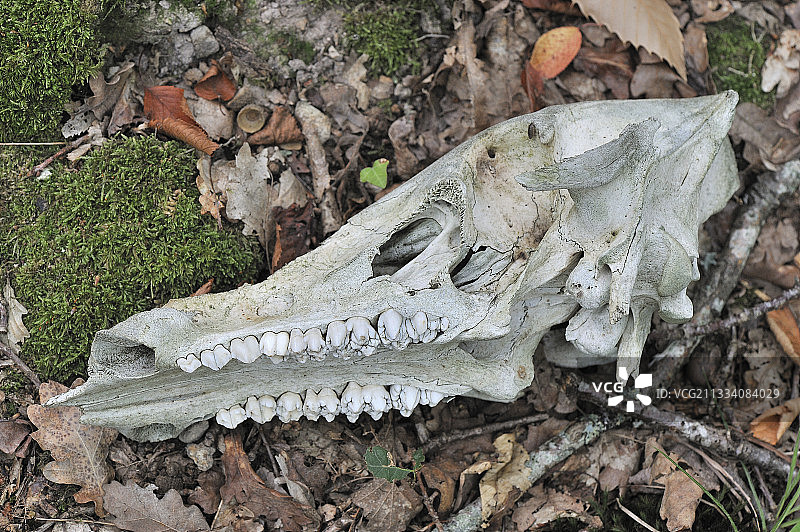 法国图赖讷森林中的野猪头骨图片素材