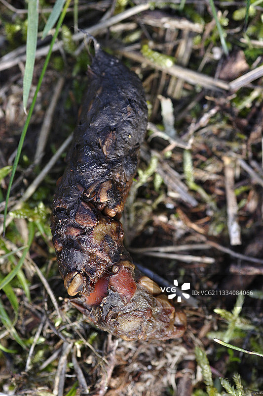 法国中部森林小路上的红狐粪便图片素材