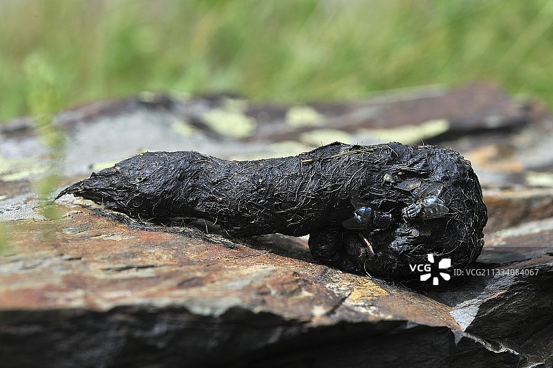 法国的红狐狸粪便图片素材