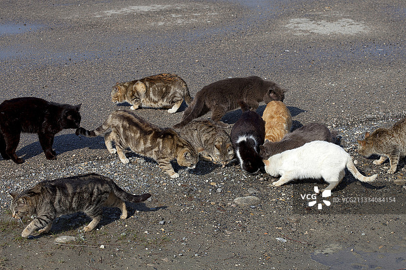 法国春季的小巷猫图片素材