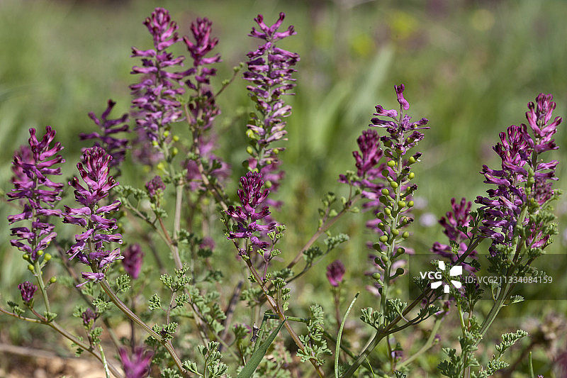 法国春天盛开的紫堇图片素材