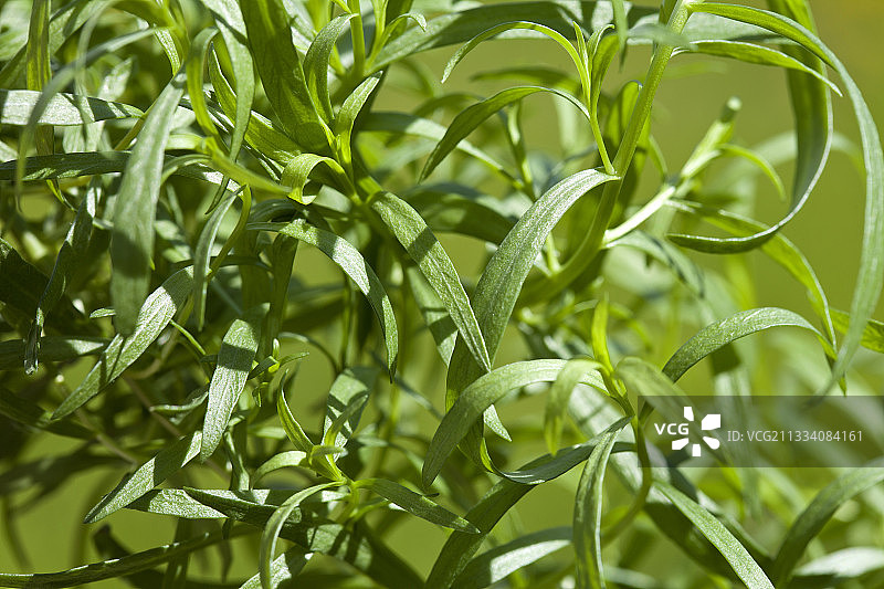 春天的龙蒿图片素材