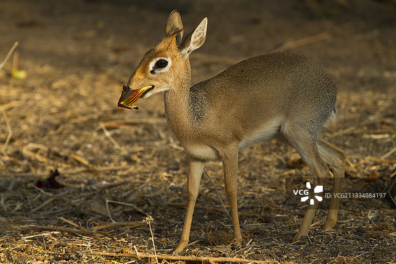 柯氏小羚羊欣赏腊肠树的鲜花图片素材