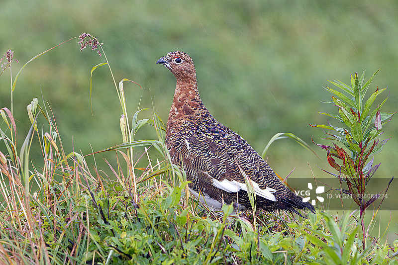 阿拉斯加卡特迈国家公园的柳雷鸟图片素材
