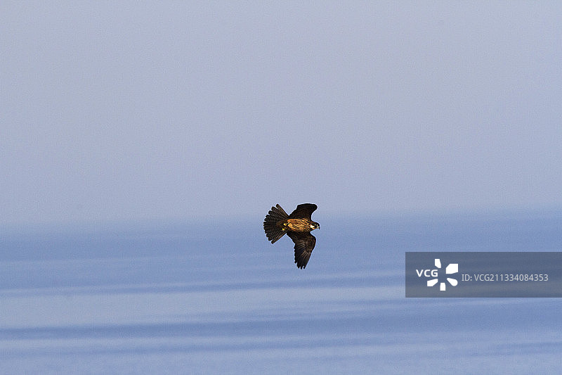 飞行中的埃莉诺拉猎鹰的清晰照片，克里特岛图片素材