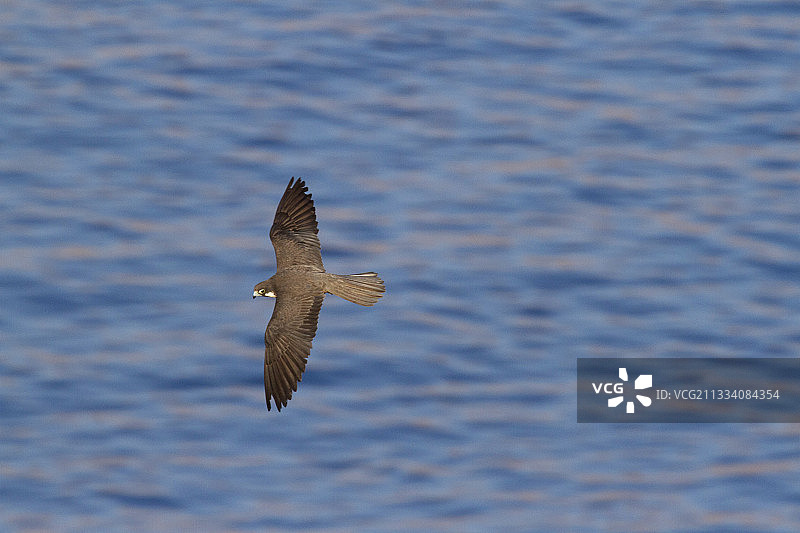 飞行中的埃莉诺拉猎鹰的清晰照片，克里特岛图片素材