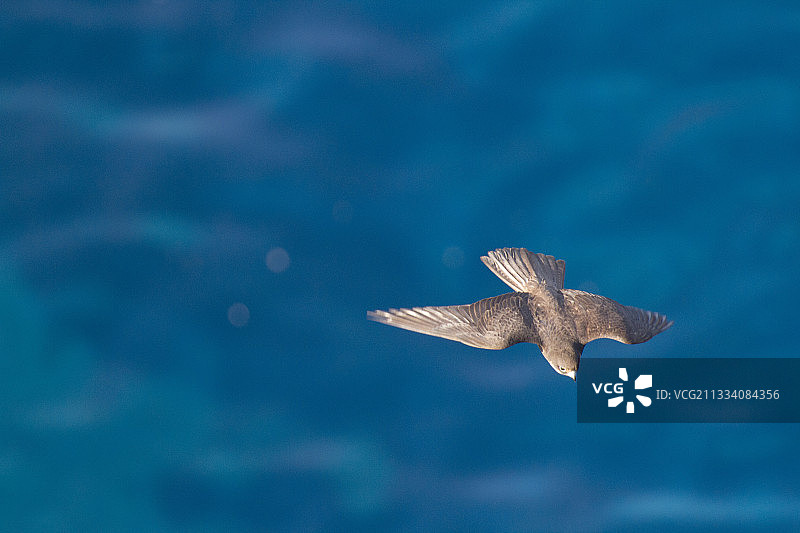飞行中的埃莉诺拉猎鹰的清晰照片，克里特岛图片素材