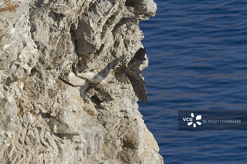 埃莉诺拉猎鹰飞过悬崖图片素材
