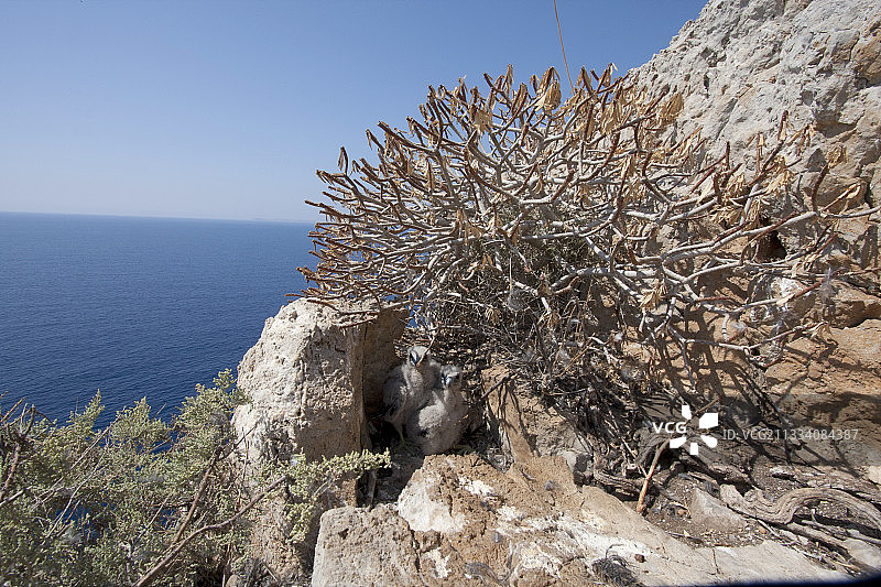 灌木丛下鸟巢中的埃莉诺拉猎鹰幼鸟，克里特岛图片素材