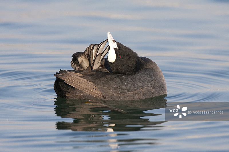 在瑞士水面上梳理羽毛的骨顶鸡图片素材