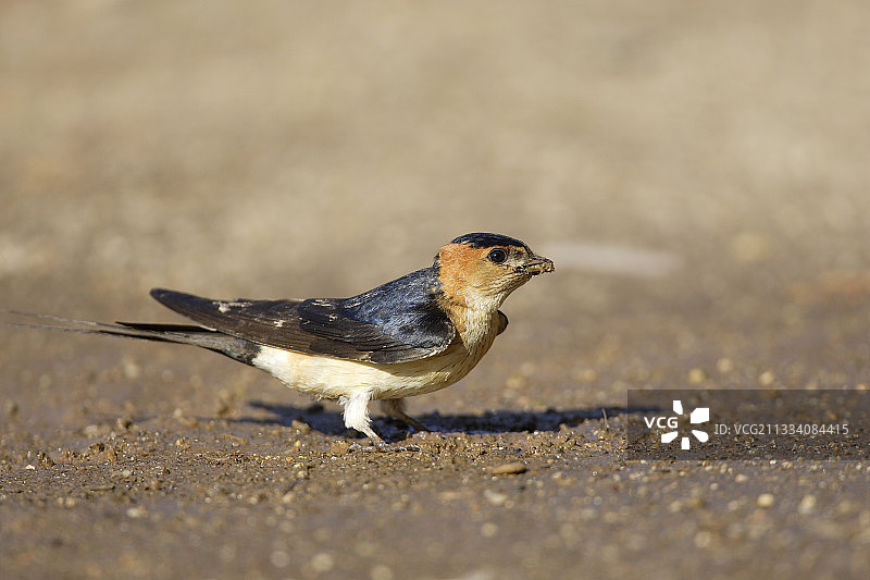 红腰燕在西班牙收集筑巢用泥图片素材