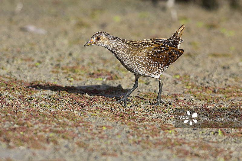 沼泽中行走的斑苇图片素材