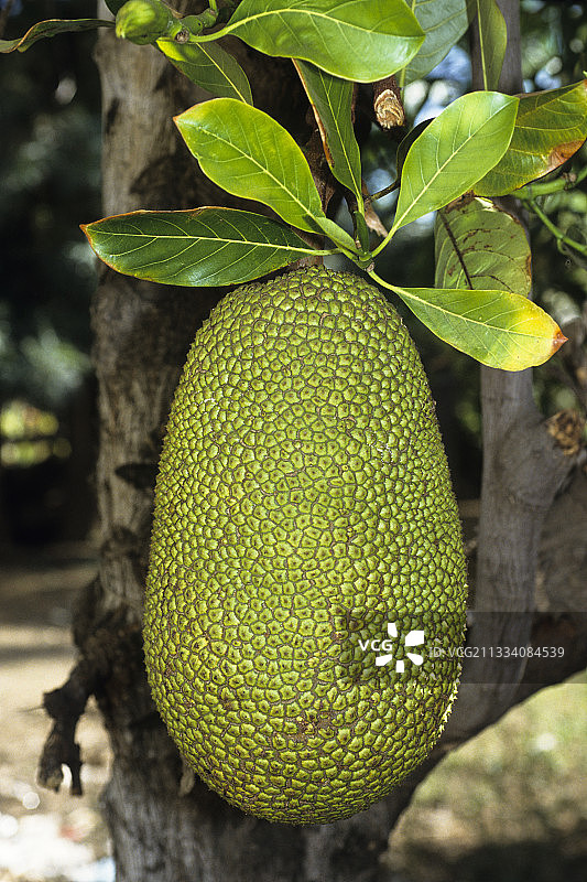 菠萝蜜团圆图片素材