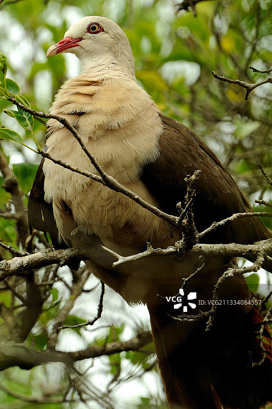 毛里求斯岛栖息在树枝上的粉红鸽子图片素材
