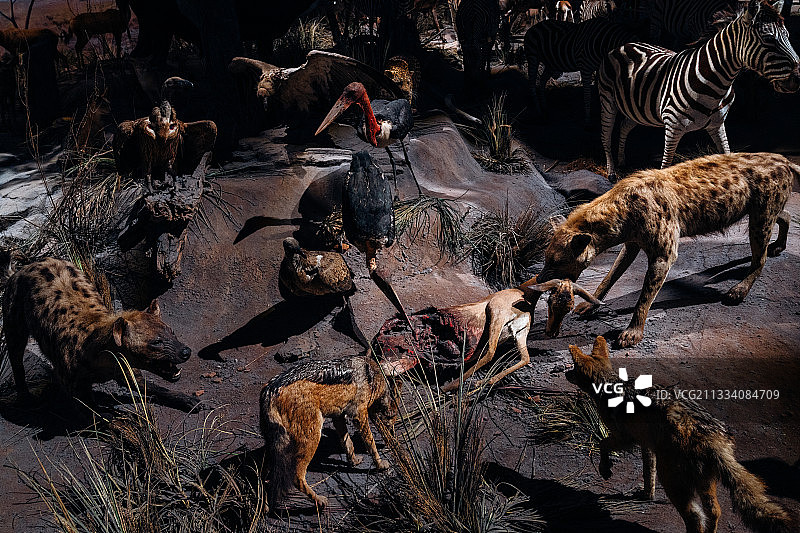 上海自然博物馆动物世界模型展览图片素材