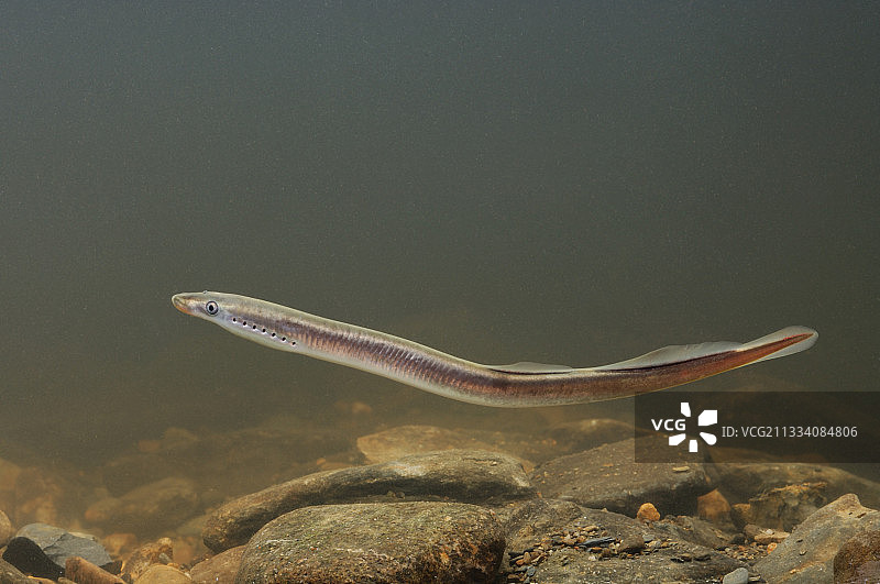 比利时鹅卵石上的小鳗鱼图片素材